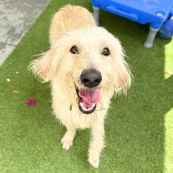 Suzie -  Labrador Retriever and Poodle Dog for Adoption in St. Petersburg, Florida - Suzie | PetCurious