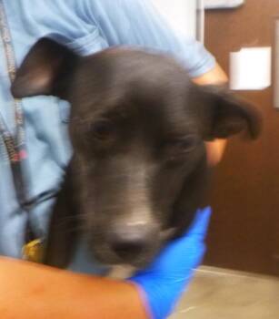 Rat Terrier and Jack Russell Terrier Dogs Available for Adoption in Lafayette, Louisiana - Blue | PetCurious