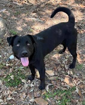 Labrador Retriever and Mixed Breed Dogs Available for Adoption in Savannah, Georgia - Toby | PetCurious