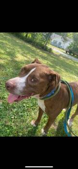 Rescue Terrier Dogs for Adoption in Warren, Ohio - Smurf | PetCurious