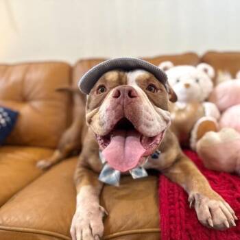 Biscuit Butter Squishy Face -  English Bulldog and American Bully Dog Available for Adoption in Friendswood, Texas - Biscuit Butter Squishy Face | PetCurious