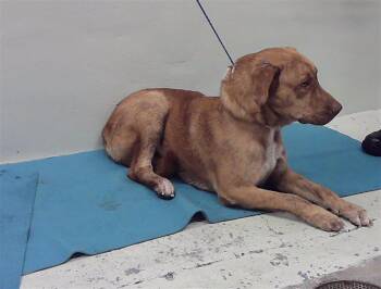 Rescue Staffordshire Bull Terrier and Mixed Breed Dogs for Adoption in Houston, Texas - ZAK | PetCurious