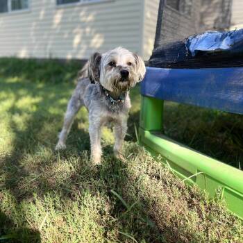 Winston -  Yorkshire Terrier Dog for Adoption in Clinton, Wisconsin - Winston | PetCurious