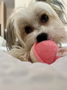 Chinese Crested Dog Dogs Available for Adoption - Mira | PetCurious