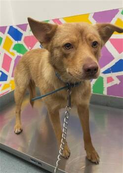 German Shepherd Dog and Mixed Breed Dogs Available for Adoption in Baytown, Texas - GUERA | PetCurious