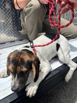 Treeing Walker Coonhound and Mixed Breed Dogs Available for Adoption - Vesper | PetCurious