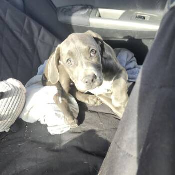 Mixed Breed Dogs Available for Adoption in Madison, Wisconsin - Tulip | PetCurious