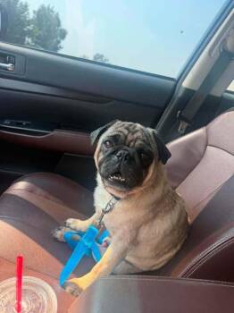Humphrey -  Pug Dog for Adoption in Eagle, Idaho - Humphrey | PetCurious