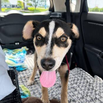 Annie Mae -  Hound and Siberian Husky Dog for Adoption in Plain City, Ohio - Annie Mae | PetCurious