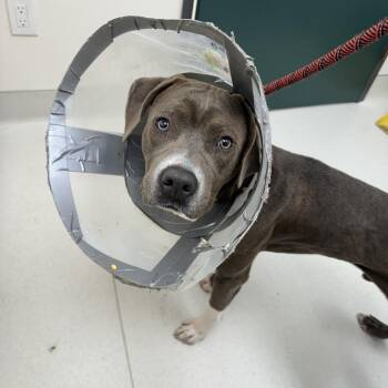 Boxer and Pit Bull Terrier Dogs Available for Adoption in Pasadena, California - Dave | PetCurious