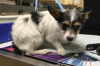 TROY -  Chihuahua and Shih Tzu Dog for Adoption in Riverside, California - TROY | PetCurious