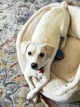 Joey -  Chihuahua Dog for Adoption in Coarsegold, California - Joey | PetCurious