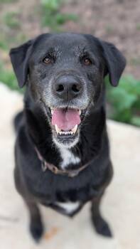 Black Labrador Retriever Dogs Available for Adoption in Joppa, Alabama - Bo | PetCurious