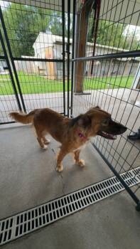 Canela -  German Shepherd Dog and Golden Retriever Dog for Adoption in Fayetteville, Tennessee - Canela | PetCurious