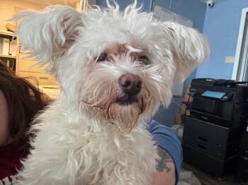 Lulu -  Havanese Dog for Adoption in Liverpool, New York - Lulu | PetCurious