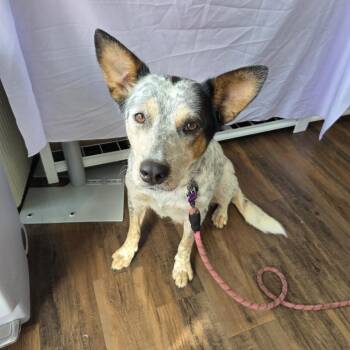 Clover -  Cattle Dog Dog for Adoption in West Hollywood, California - Clover | PetCurious