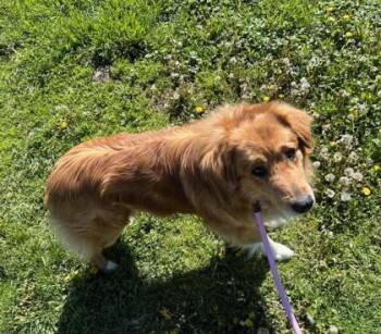 Australian Shepherd and Mixed Breed Dogs Available for Adoption in Elmira, New York - Remy | PetCurious