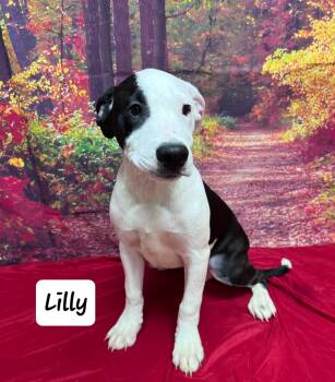 Rescue Setter and Bernese Mountain Dog Dogs for Adoption in Urbana, Ohio - Lilly | PetCurious