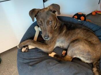 Mixed Breed Dogs Available for Adoption in New Orleans, Louisiana - Clark Kent (Underdog At New Leash On Life) | PetCurious