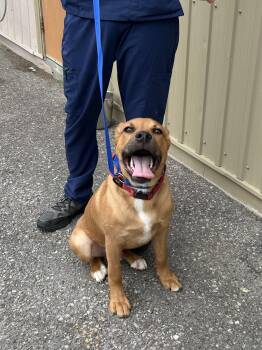 David -  Mastiff and Labrador Retriever Dog for Adoption in Bolton, Ontario - David | PetCurious