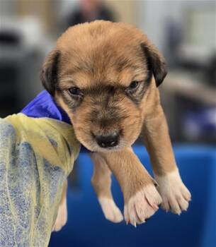 Mixed Breed Dogs Available for Adoption in Dallas, Texas - BRIOCHE | PetCurious