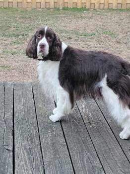 Rescue English Springer Spaniel Dogs for Adoption in Baltimore, Maryland - Hallow | PetCurious