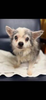 Rescue Chihuahua Dogs for Adoption in Bryan, Texas - New Chi | PetCurious