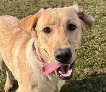 Yellow Labrador Retriever Dogs Available for Adoption - Maya | PetCurious