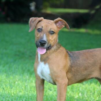 Biscuits -  Mixed Breed Dog for Adoption in Natchitoches, Louisiana - Biscuits | PetCurious
