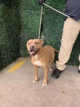 Pit Bull Terrier and Mixed Breed Dogs Available for Adoption in El Paso, Texas - Duchess* | PetCurious