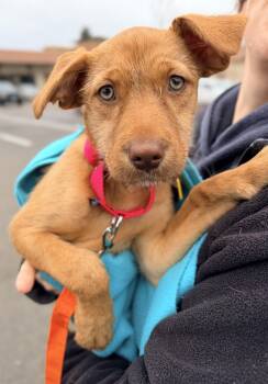 Poodle and German Shepherd Dog Dogs Available for Adoption - Margarita | PetCurious