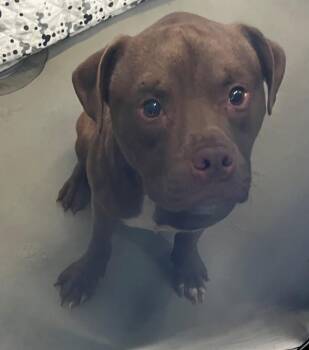 Mixed Breed Dogs Available for Adoption - Juniper | PetCurious