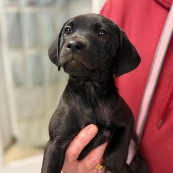 Mixed Breed Dogs Available for Adoption in Cumming, Georgia - Fern 22180 | PetCurious