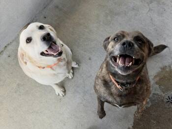 Daisy Bailey * BONDED PAIR WITH CHLOE BAILEY -  Pit Bull Terrier Dog for Adoption in Silsbee, Texas - Daisy Bailey * BONDED PAIR WITH CHLOE BAILEY | PetCurious