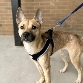 Jack Russell Terrier and Chihuahua Dogs Available for Adoption - POPPY- Needs A Forever Home! | PetCurious