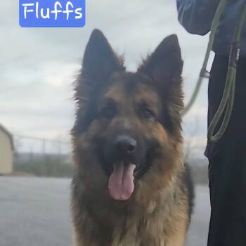 German Shepherd Dog Dogs Available for Adoption in Ashland, Ohio - FLUFFS | PetCurious