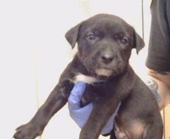 MARS -  Pit Bull Terrier Dog for Adoption in Sacramento, California - MARS | PetCurious