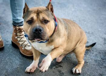 American Bulldog and Pit Bull Terrier Dogs Available for Adoption - Capone | PetCurious