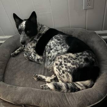 Australian Cattle Dog Blue Heeler Dogs Available for Adoption in Folkston, Georgia - Ruth Ann | PetCurious