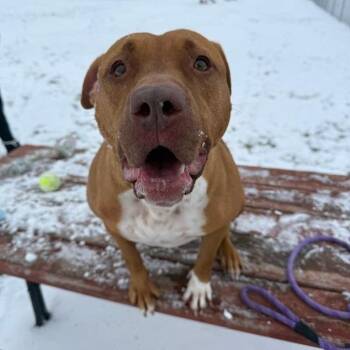 Pit Bull Terrier and Mixed Breed Dogs Available for Adoption in Bristol, Indiana - Suzie | PetCurious