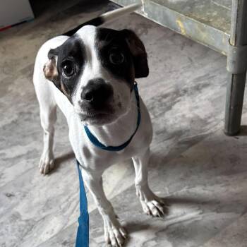 Mixed Breed and Beagle Dogs Available for Adoption - Goose | PetCurious