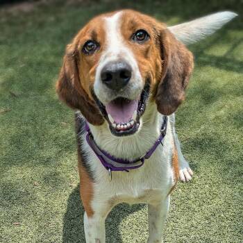 Rescue Hound Dogs for Adoption in Charlottesville, Virginia - Chip | PetCurious