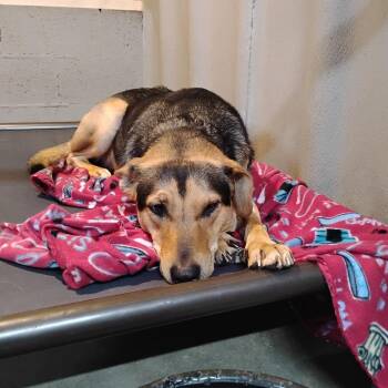 German Shepherd Dog and Labrador Retriever Dogs Available for Adoption - Maxx | PetCurious