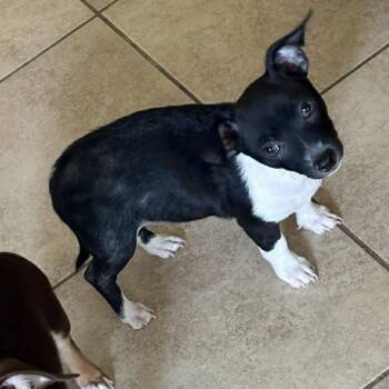 Chihuahua Dogs Available for Adoption in Kempner, Texas - Speculoos | PetCurious