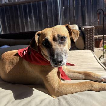 Laila -  Black Labrador Retriever and Chihuahua Dog for Adoption in Poway, California - Laila | PetCurious