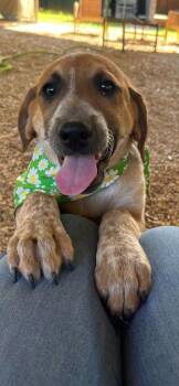 Mixed Breed Dogs Available for Adoption in Taycheedah, Wisconsin - Brook | PetCurious
