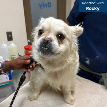 Roscoe -  French Bulldog and Pomeranian Dog for Adoption in Baltimore, Maryland - Roscoe | PetCurious