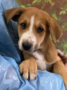 Retriever and Mixed Breed Dogs Available for Adoption in San Antonio, Texas - Fortune Cookie | PetCurious