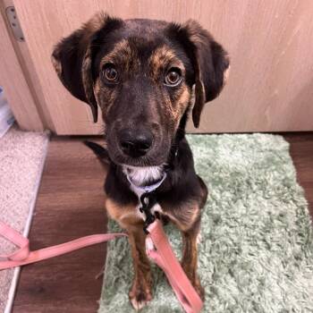 Mixed Breed Dogs Available for Adoption in Bentonville, Arkansas - Sansa | PetCurious