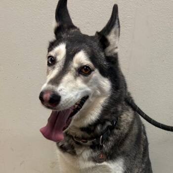 Husky Dogs Available for Adoption - Service | PetCurious